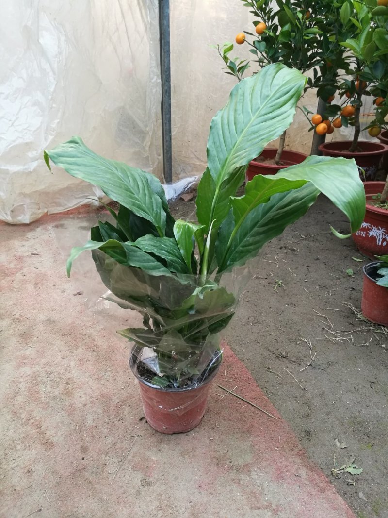 白掌一帆风顺盆栽绿植盆栽花卉室内盆栽花卉净化空