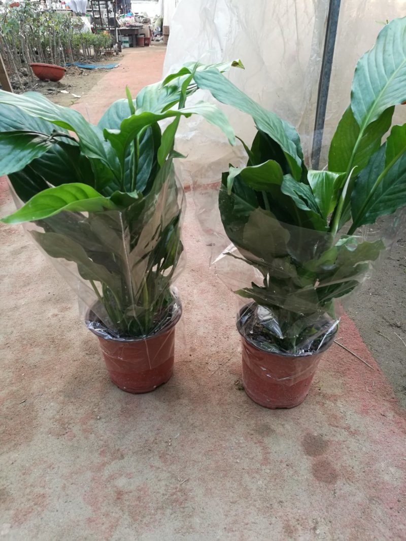白掌一帆风顺盆栽绿植盆栽花卉室内盆栽花卉净化空