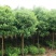 香樟树苗大小叶香樟庭院四季常青驱蚊南北方种植大型工程绿化