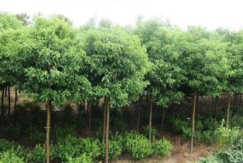 香樟树苗大小叶香樟庭院四季常青驱蚊南北方种植大型工程绿化