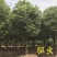 香樟树苗大小叶香樟庭院四季常青驱蚊南北方种植大型工程绿化