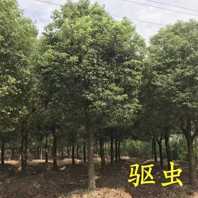 香樟树苗大小叶香樟庭院四季常青驱蚊南北方种植大型工程绿化