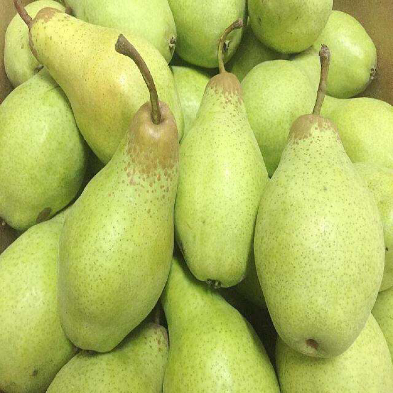 北镇大茄子个大皮毛干净