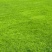 草坪种子草籽四季常青黑麦草免修剪护坡三叶草狗牙根绿化矮生