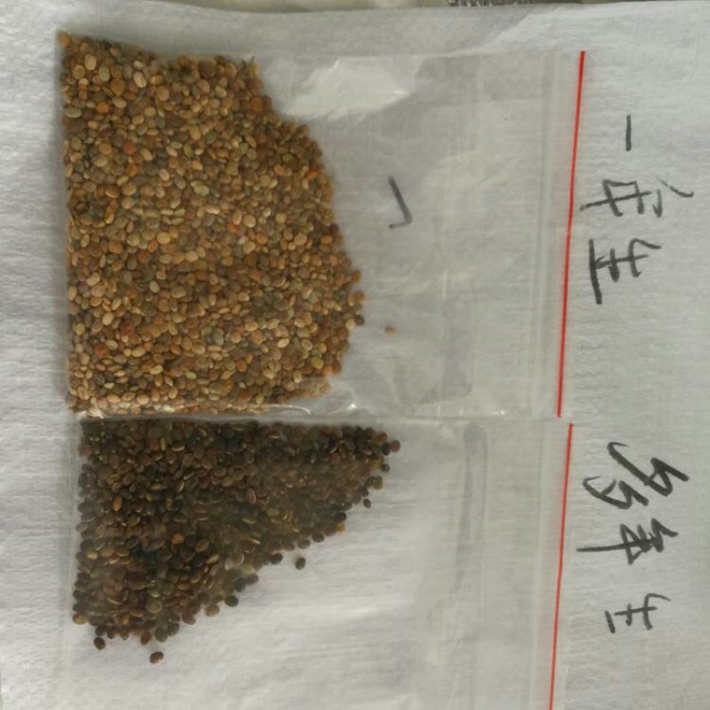 鲁冰花种子，净籽，亩用6-8斤，发芽率98%以上