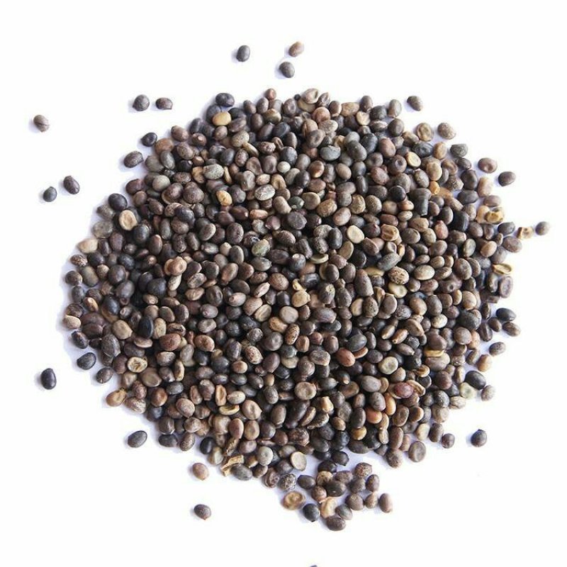 鲁冰花种子，净籽，亩用6-8斤，发芽率98%以上