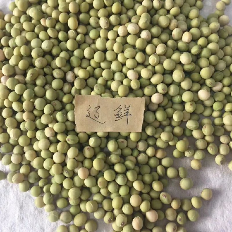 育种基地直营毛豆种子质优价公道并常年做定单回收