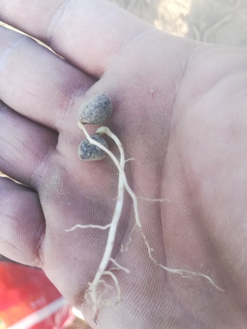 赤芍苗，芍药苗，基地直销，一手货源，品质有保证，量大从优