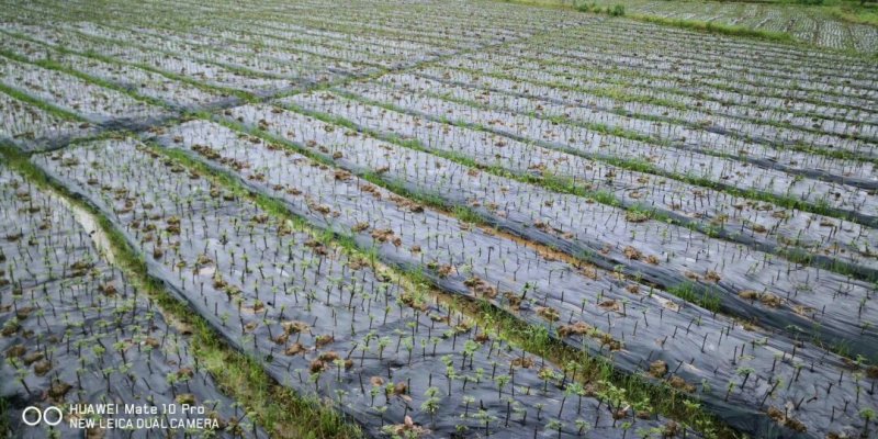 中华吴茱萸苗，还有50万竹苗，基地直供一手货源
