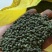 中华吴茱萸苗,还有50万竹苗,基地直供一手货源