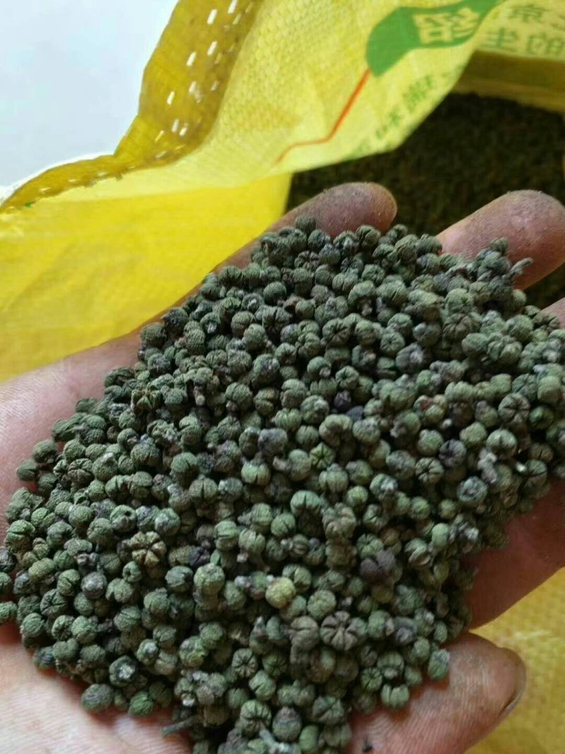 中华吴茱萸苗，还有50万竹苗，基地直供一手货源