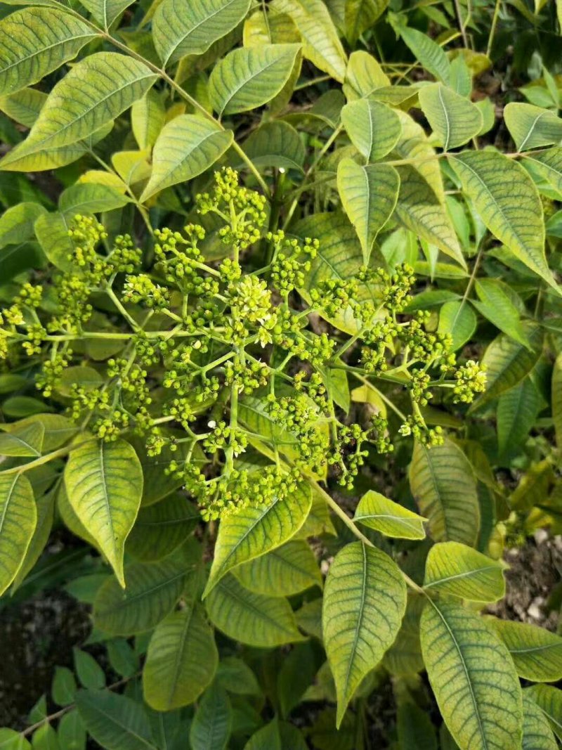 中华吴茱萸苗，还有50万竹苗，基地直供一手货源