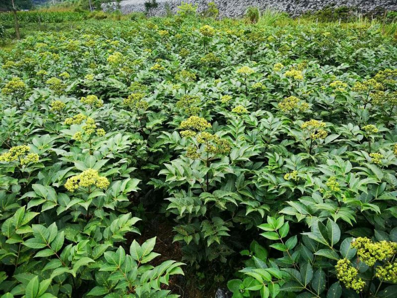 中华吴茱萸苗，还有50万竹苗，基地直供一手货源