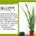 虎皮兰盆栽金边苗植物室内除花草去甲醛绿植净化四季防辐射易