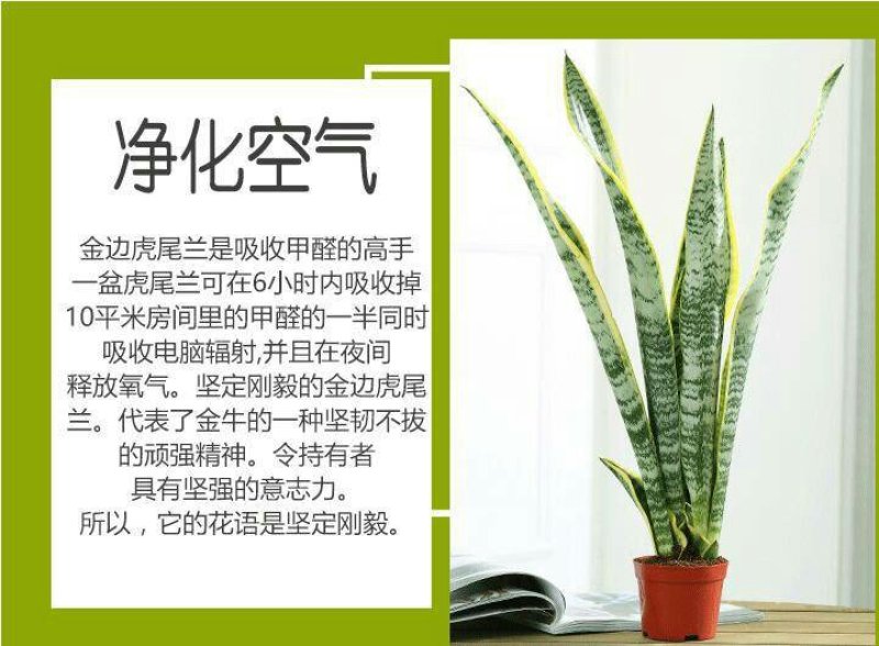 虎皮兰盆栽金边苗植物室内除花草去甲醛绿植净化四季防辐射易
