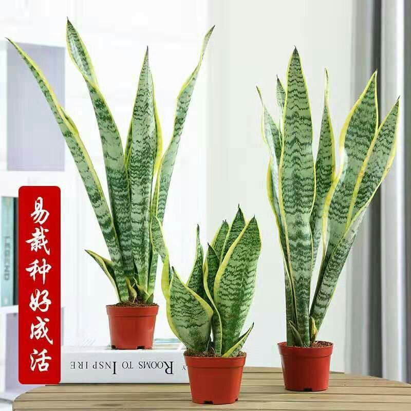 虎皮兰盆栽金边苗植物室内除花草去甲醛绿植净化四季防辐射易