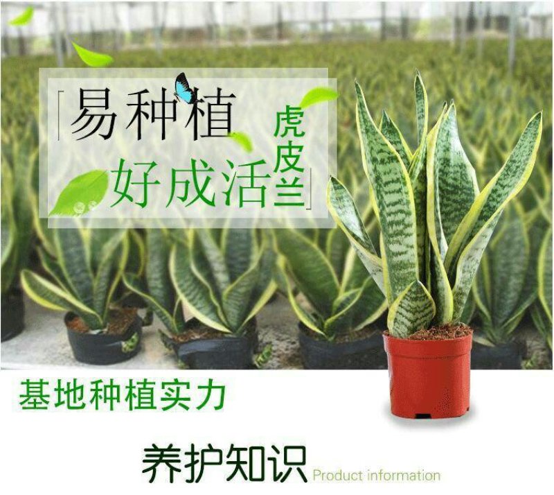 虎皮兰盆栽金边苗植物室内除花草去甲醛绿植净化四季防辐射易
