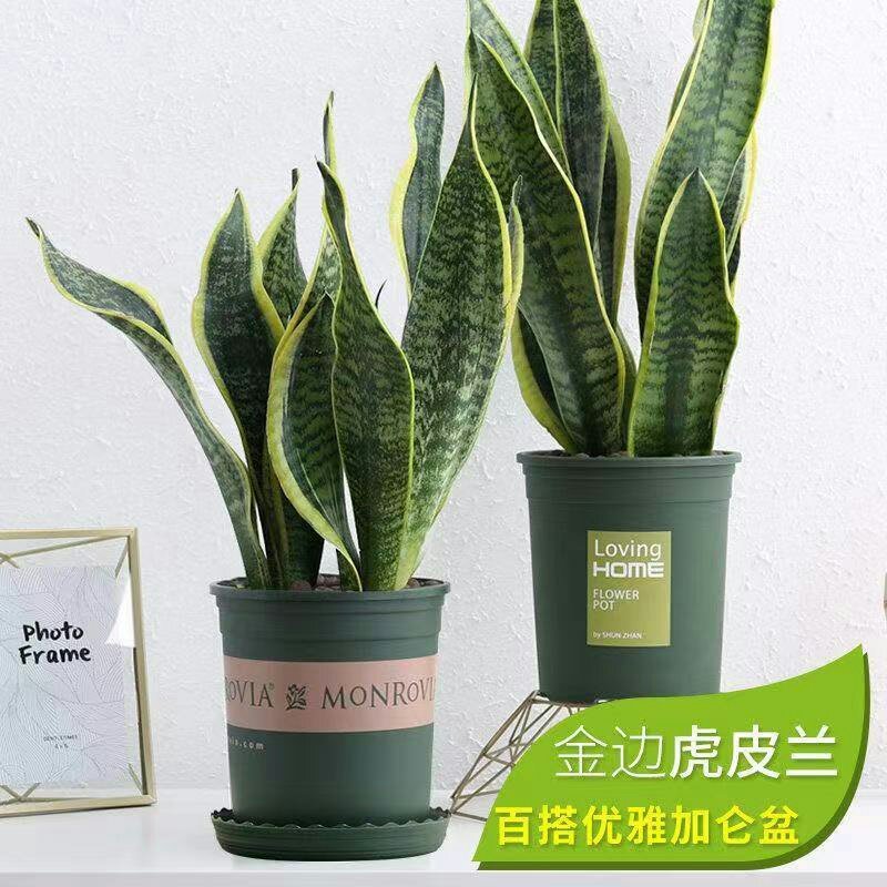 虎皮兰盆栽金边苗植物室内除花草去甲醛绿植净化四季防辐射易