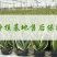 虎皮兰盆栽金边苗植物室内除花草去甲醛绿植净化四季防辐射易