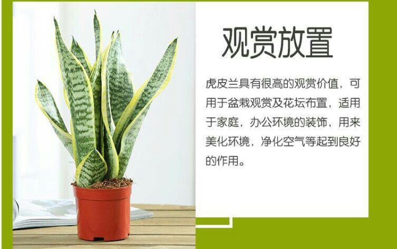 虎皮兰盆栽金边苗植物室内除花草去甲醛绿植净化四季防辐射易