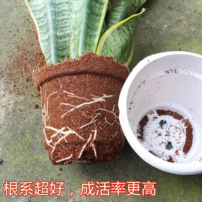 虎皮兰盆栽金边苗植物室内除花草去甲醛绿植净化四季防辐射易