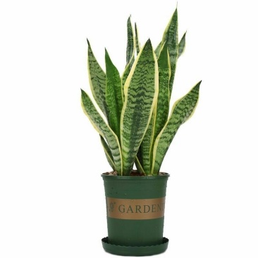 虎皮兰盆栽金边苗植物室内除花草去甲醛绿植净化四季防辐射易