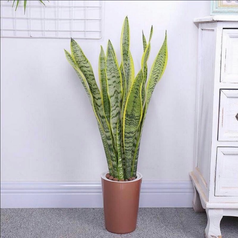 虎皮兰盆栽金边苗植物室内除花草去甲醛绿植净化四季防辐射易