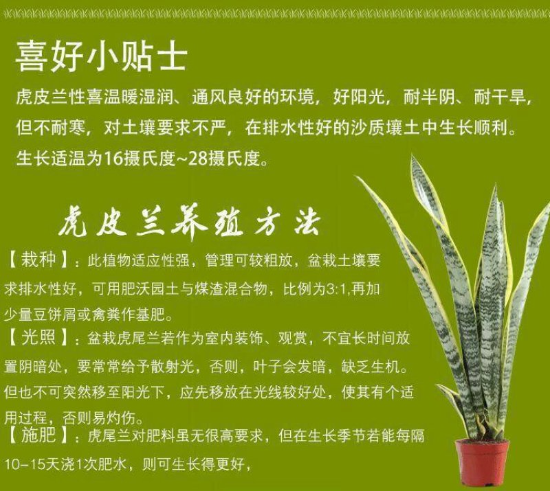 虎皮兰盆栽金边苗植物室内除花草去甲醛绿植净化四季防辐射易