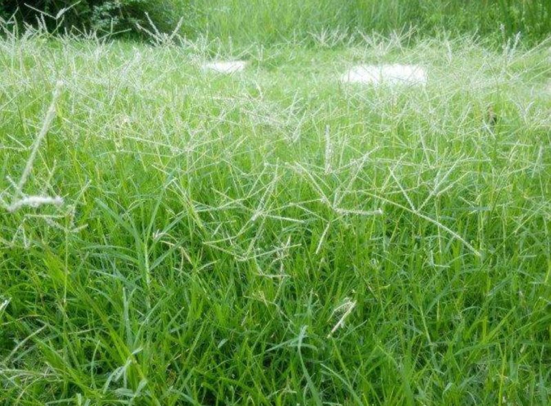 护坡狗牙根草籽草坪种子耐践踏净子狗牙根种子耐旱耐热