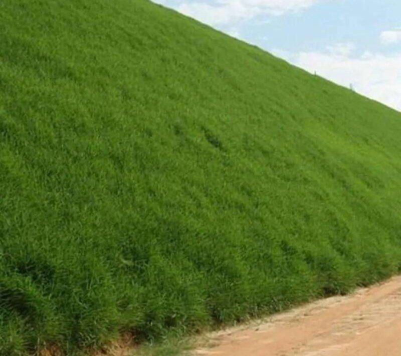 护坡狗牙根草籽草坪种子耐践踏净子狗牙根种子耐旱耐热