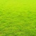 护坡狗牙根草籽草坪种子耐践踏净子狗牙根种子耐旱耐热