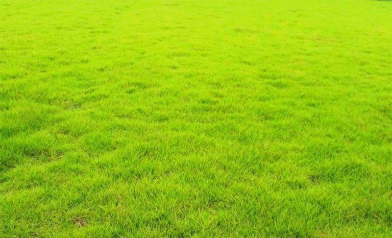 护坡狗牙根草籽草坪种子耐践踏净子狗牙根种子耐旱耐热