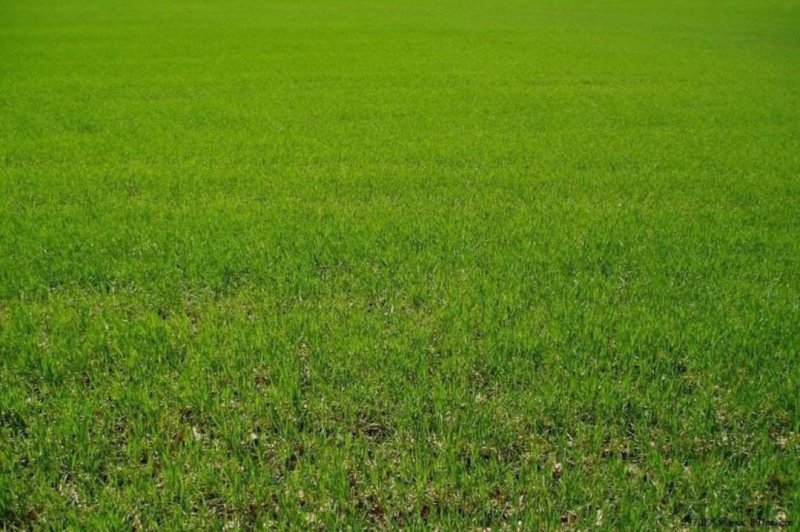 护坡狗牙根草籽草坪种子耐践踏净子狗牙根种子耐旱耐热