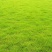 护坡狗牙根草籽草坪种子耐践踏净子狗牙根种子耐旱耐热