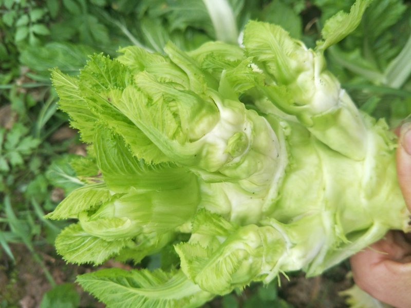 儿菜