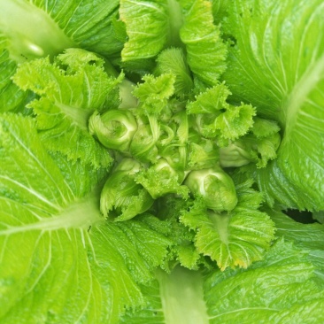 儿菜
