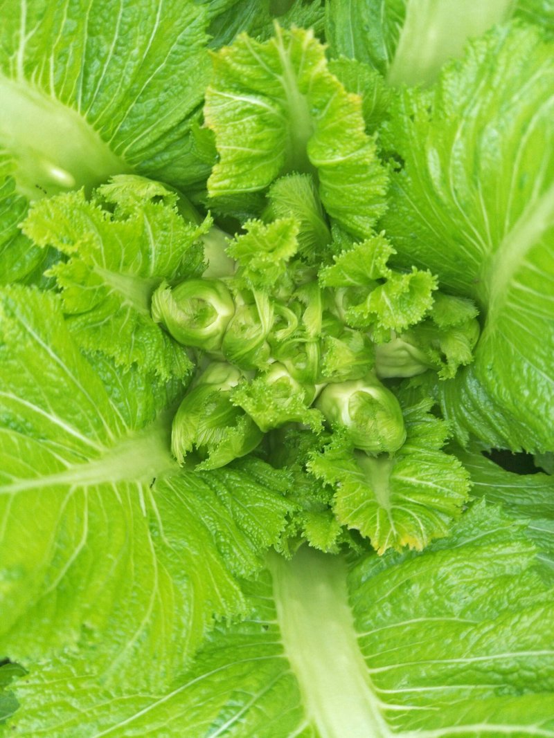 儿菜