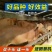 湘西黄牛品种优良品质保障自由挑选技术指导