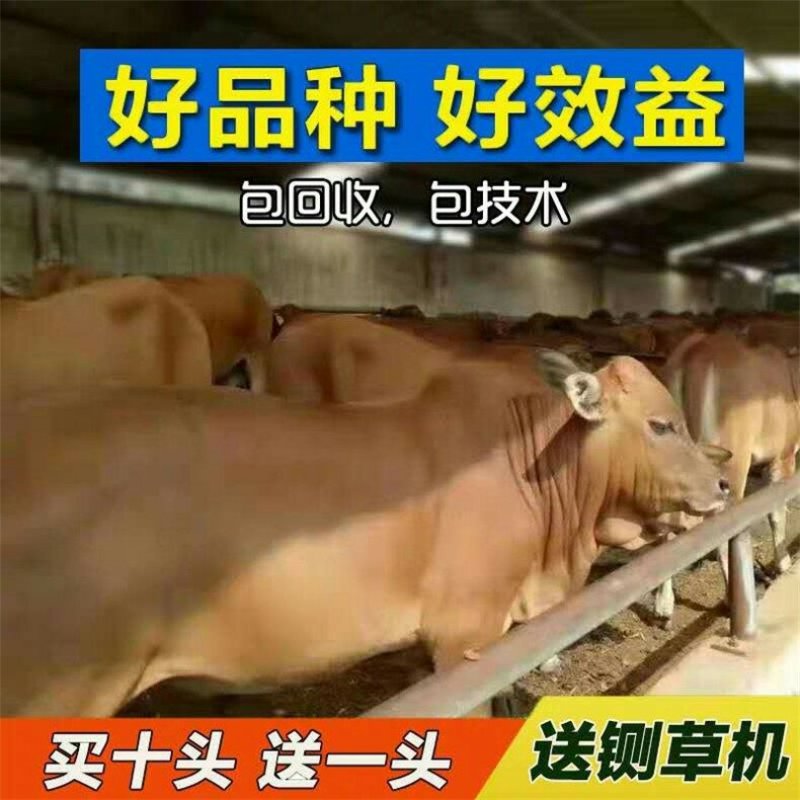 湘西黄牛品种优良品质保障自由挑选技术指导
