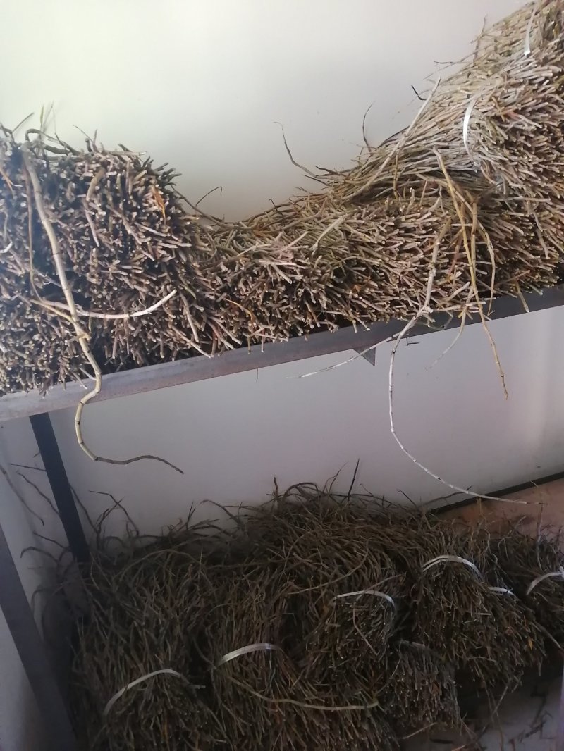 （金福堂紫皮石斛枫斗）.肉质饱满.一手货源.工厂批发