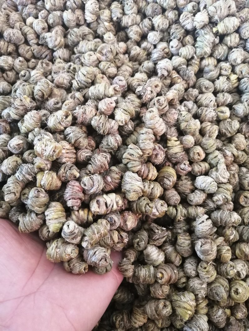 （金福堂紫皮石斛枫斗）.肉质饱满.一手货源.工厂批发