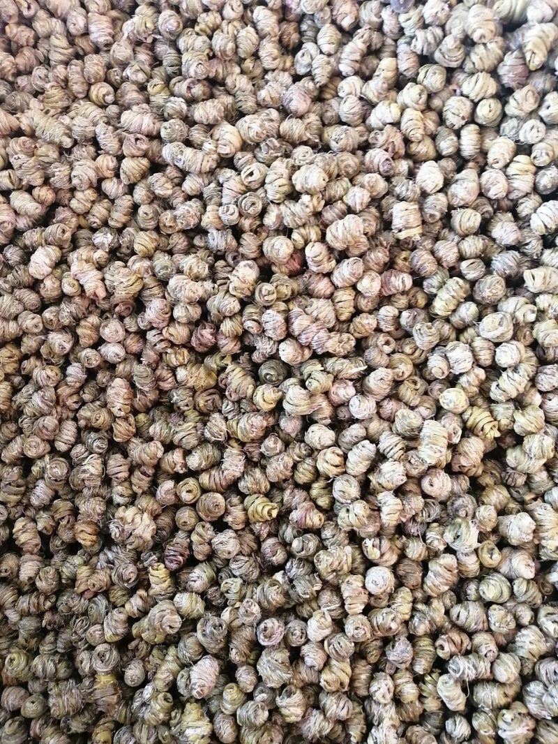 （金福堂紫皮石斛枫斗）.肉质饱满.一手货源.工厂批发