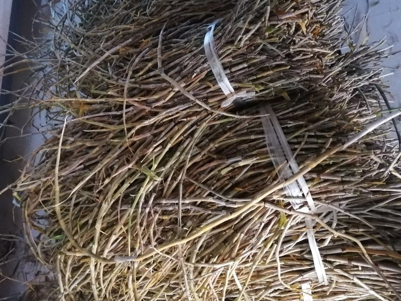 （金福堂紫皮石斛枫斗）.肉质饱满.一手货源.工厂批发