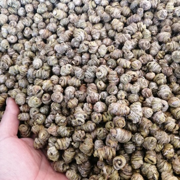 （金福堂紫皮石斛枫斗）.肉质饱满.一手货源.工厂批发