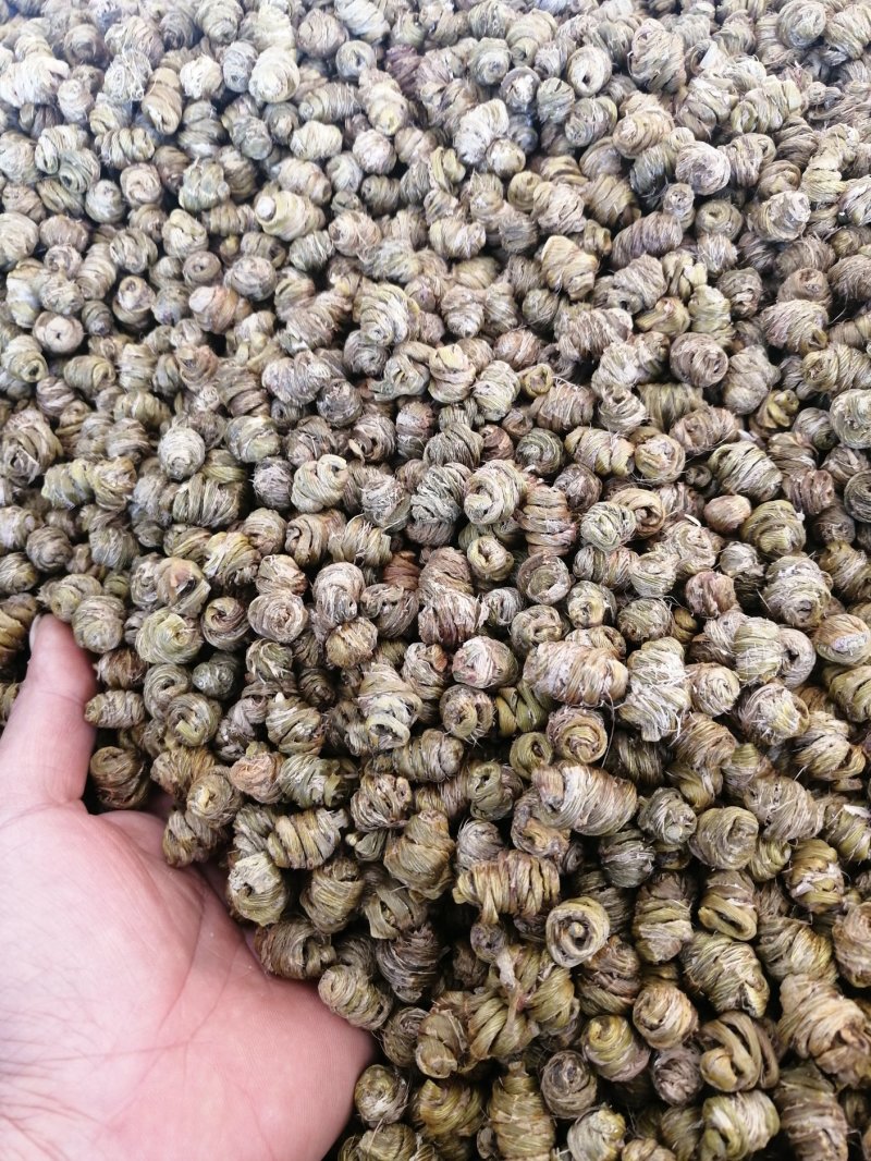 （金福堂紫皮石斛枫斗）.肉质饱满.一手货源.工厂批发