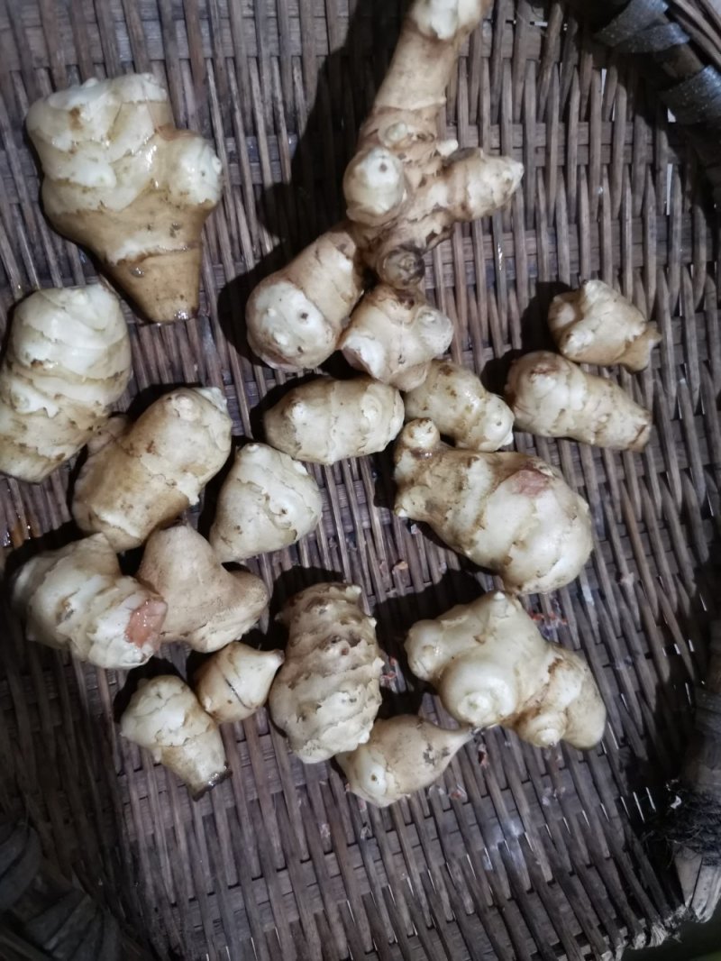 菊芋，洋姜、鬼子姜，