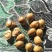 开口杏核金豆，原味，五香味，奶香味，椒盐味。