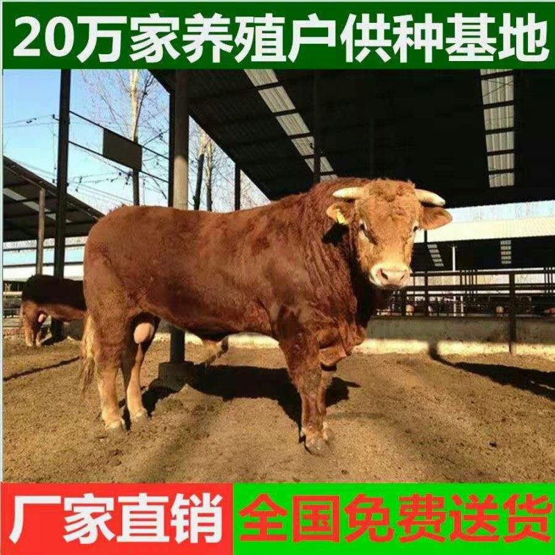 湘西黄牛品种齐全品质保障技术指导免费运输