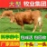 湘西黄牛品种齐全品质保障技术指导免费运输