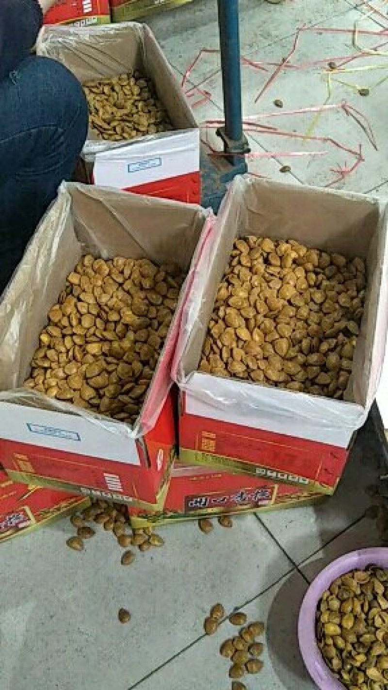 开口杏核特金豆，五香味，奶香味，原味，椒盐味，